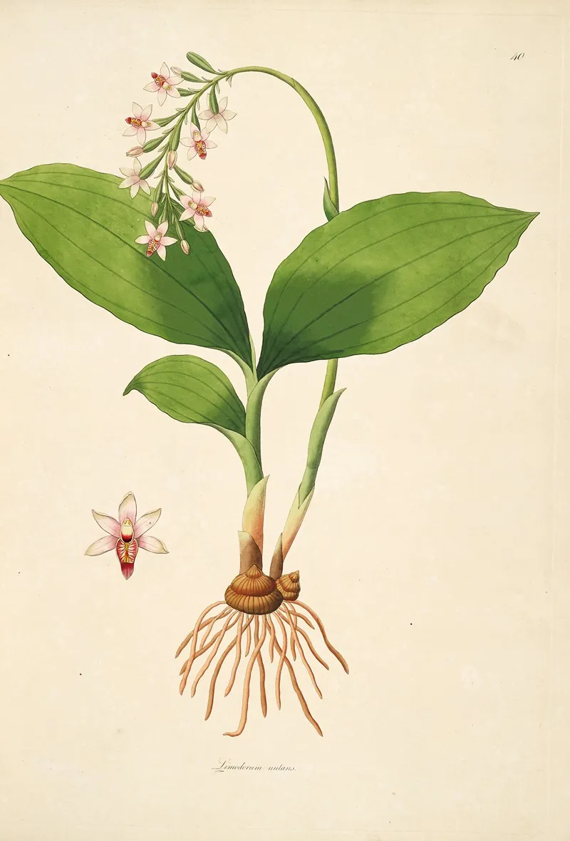 Plants Of The Coast Of Coromandel Pl 040 Wall Art by William Roxburgh - High-Resolution Digital Print