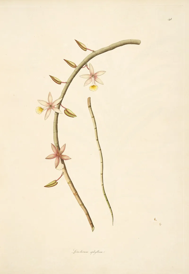 Plants Of The Coast Of Coromandel Pl 041 Wall Art by William Roxburgh - High-Resolution Digital Print