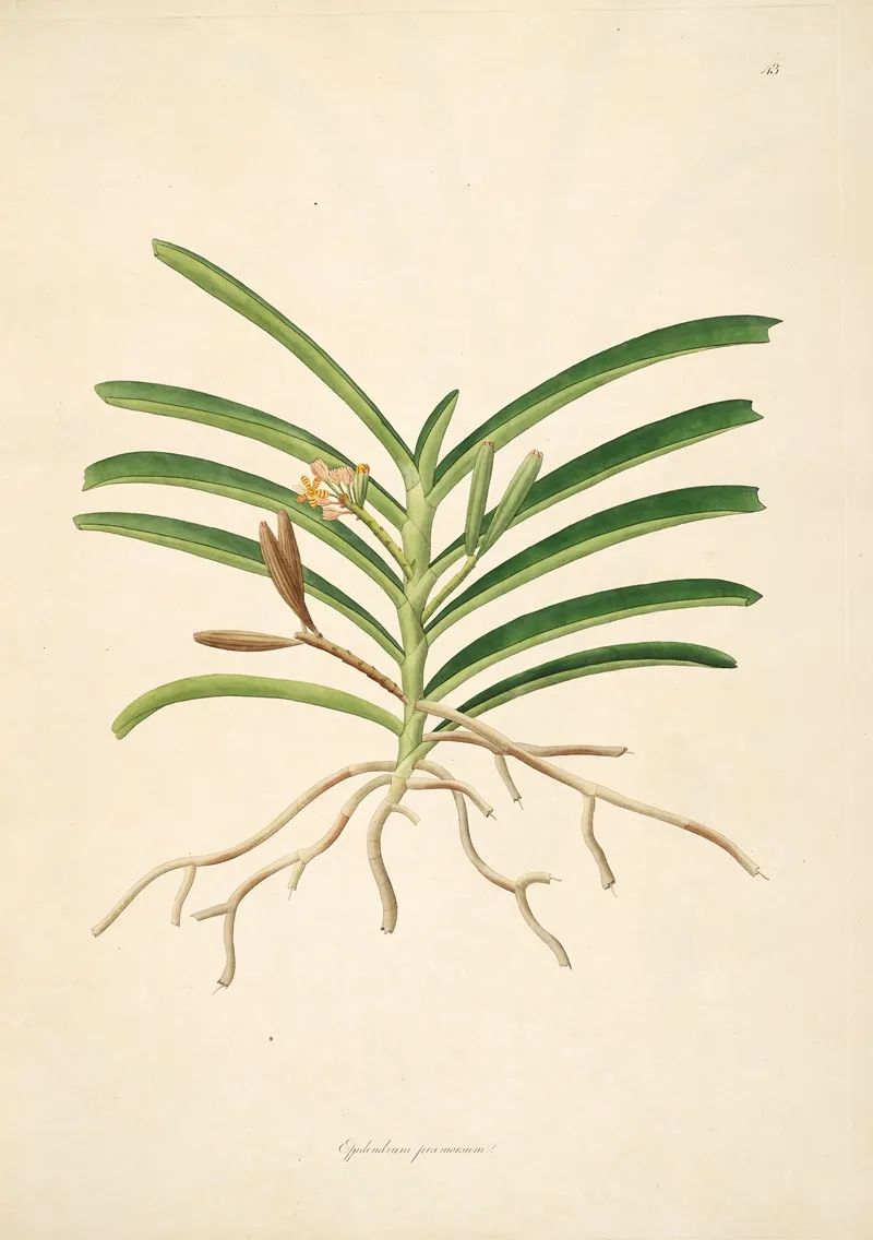 Plants Of The Coast Of Coromandel Pl 043 Wall Art by William Roxburgh - High-Resolution Digital Print