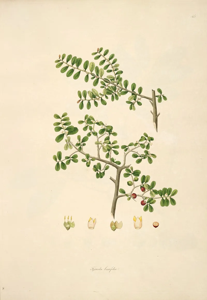 Plants Of The Coast Of Coromandel Pl 045 Wall Art by William Roxburgh - High-Resolution Digital Print