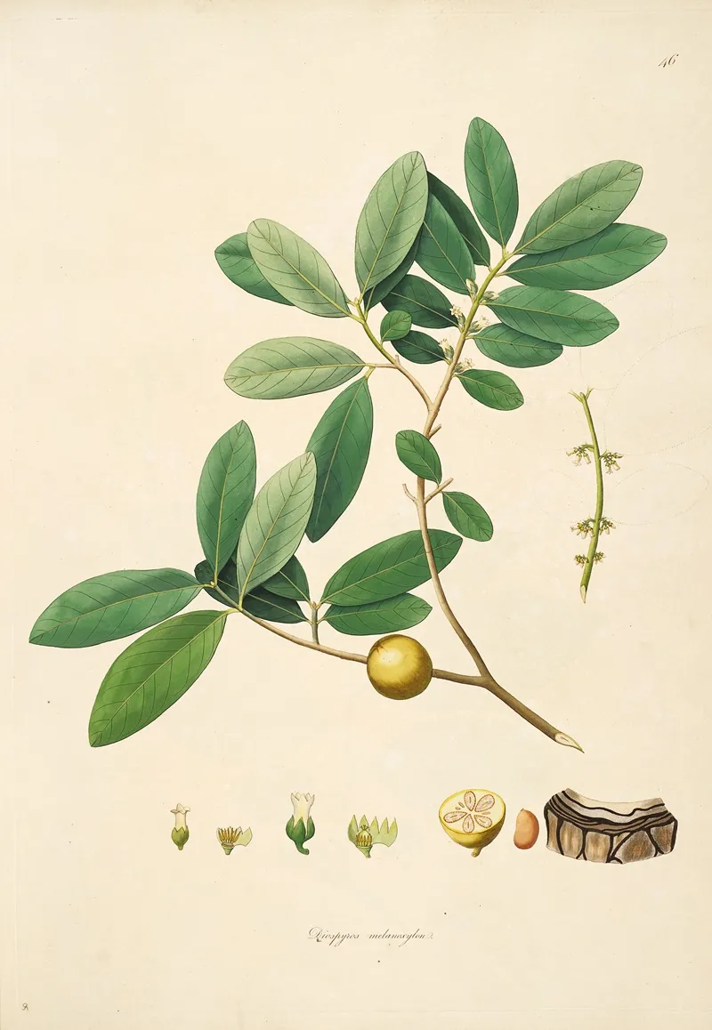 Plants Of The Coast Of Coromandel Pl 046 Wall Art by William Roxburgh - High-Resolution Digital Print
