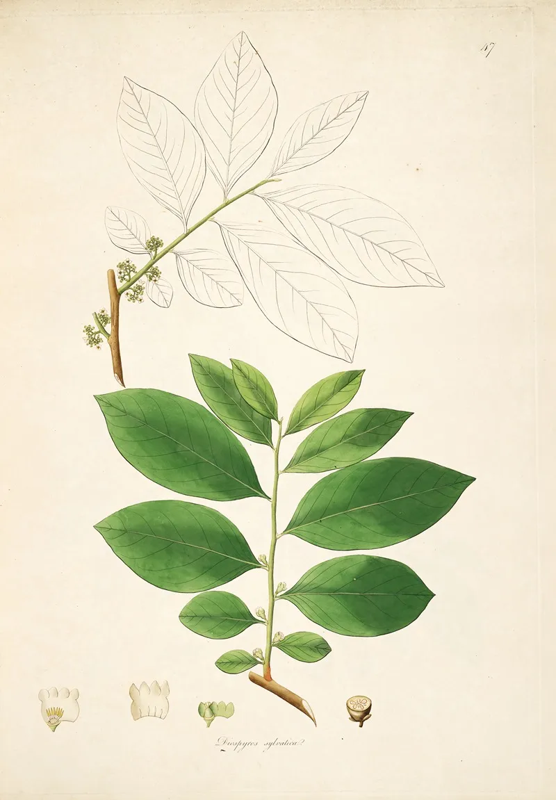 Plants Of The Coast Of Coromandel Pl 047 Wall Art by William Roxburgh - High-Resolution Digital Print