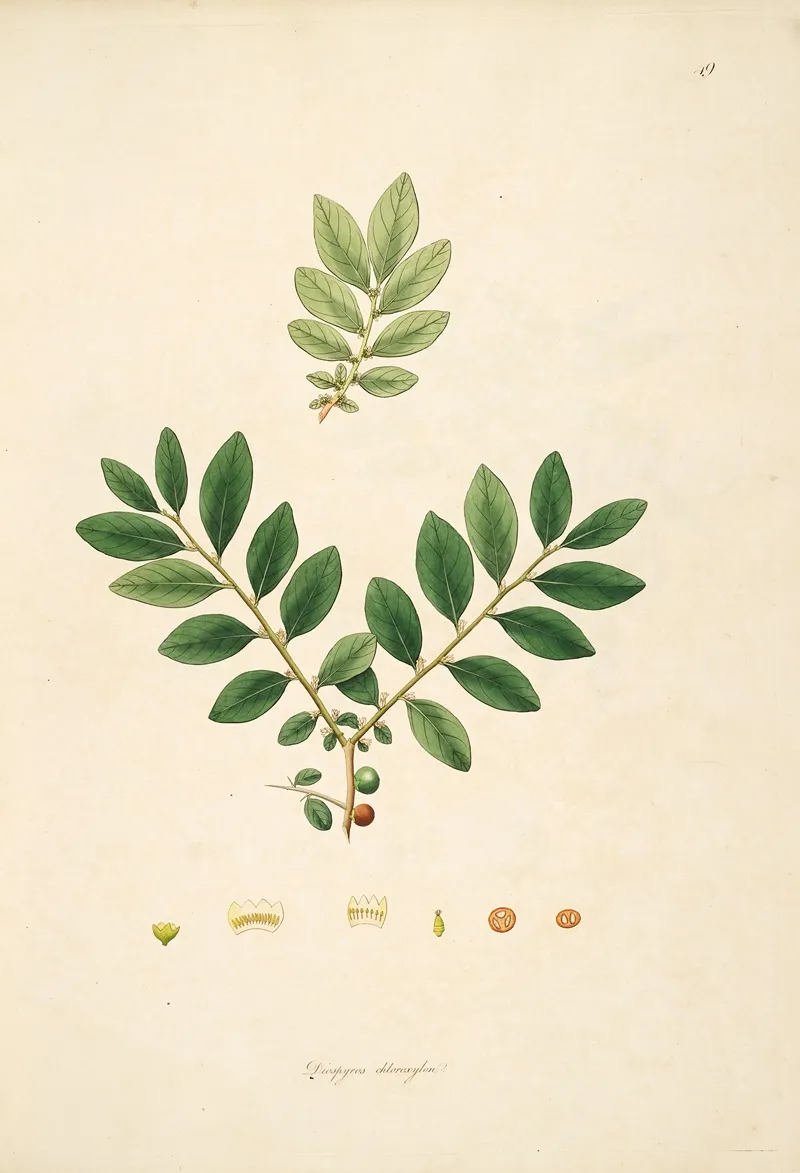 Plants Of The Coast Of Coromandel Pl 049 Wall Art by William Roxburgh - High-Resolution Digital Print