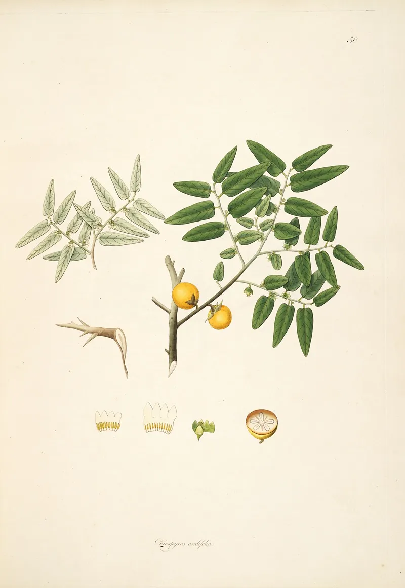 Plants Of The Coast Of Coromandel Pl 050 Wall Art by William Roxburgh - High-Resolution Digital Print