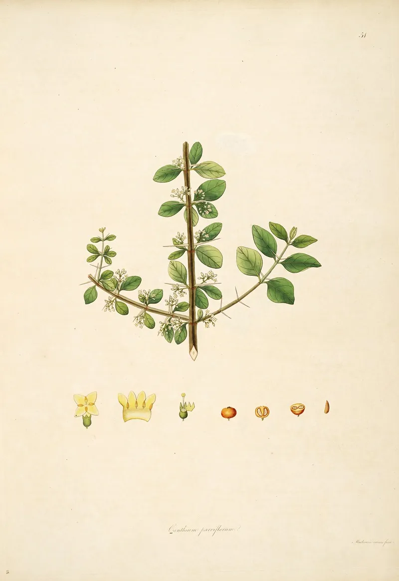 Plants Of The Coast Of Coromandel Pl 051 Wall Art by William Roxburgh - High-Resolution Digital Print