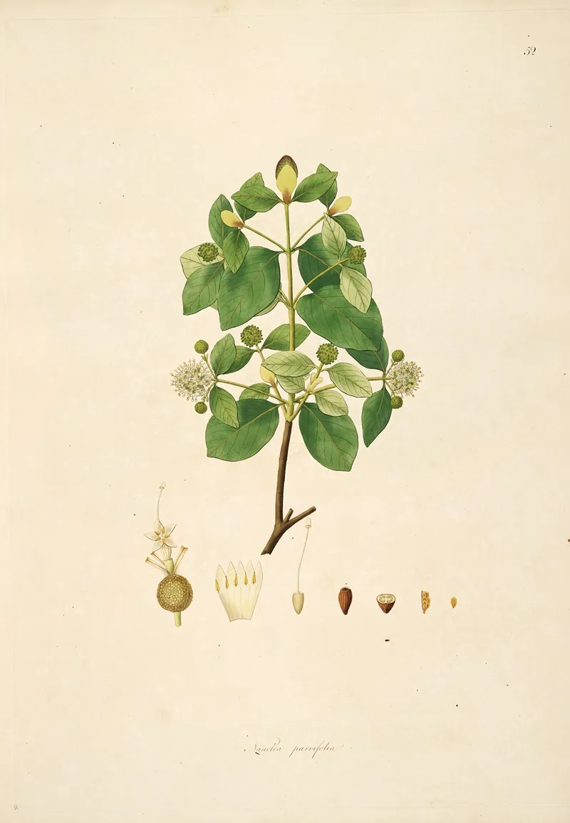 Plants Of The Coast Of Coromandel Pl 052 Wall Art by William Roxburgh - High-Resolution Digital Print