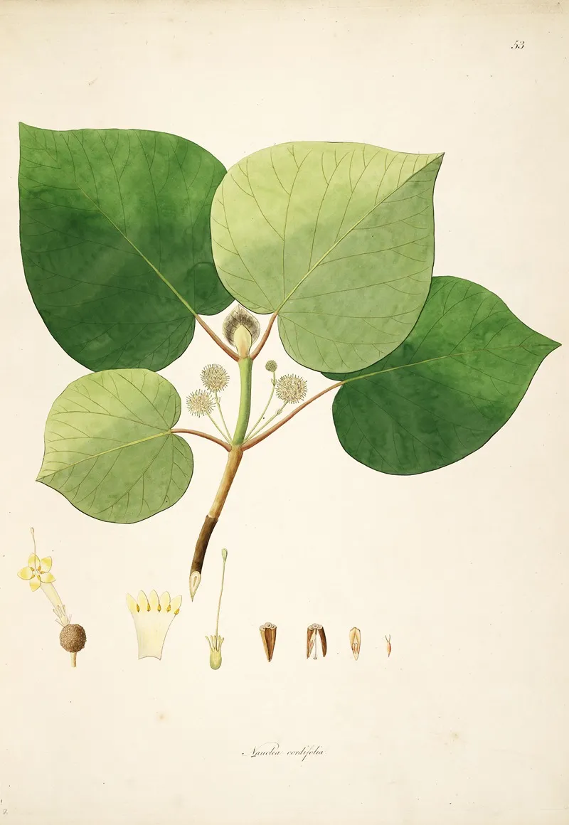 Plants Of The Coast Of Coromandel Pl 053 Wall Art by William Roxburgh - High-Resolution Digital Print