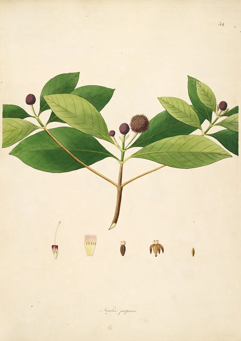 Plants Of The Coast Of Coromandel Pl 054 Wall Art by William Roxburgh - High-Resolution Digital Print