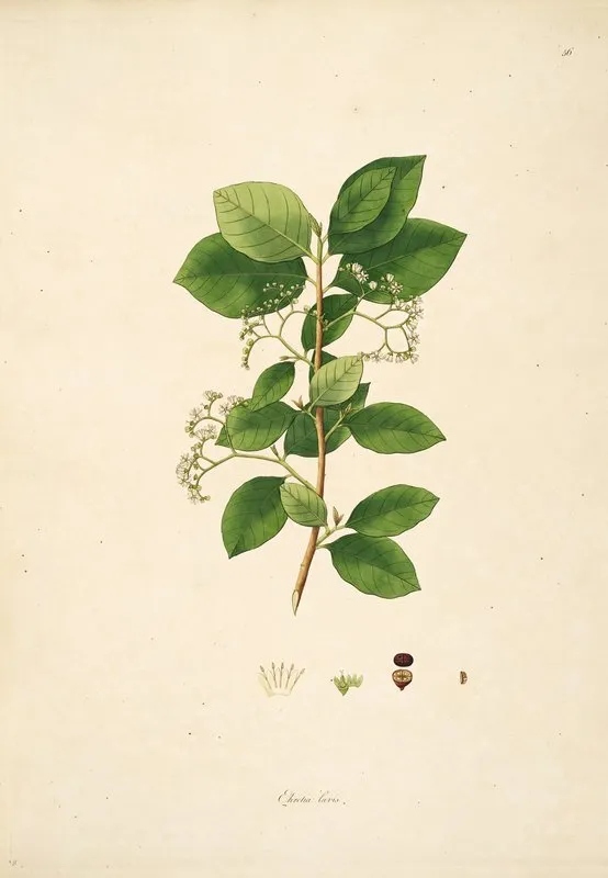 Plants Of The Coast Of Coromandel Pl 056 Wall Art by William Roxburgh - High-Resolution Digital Print