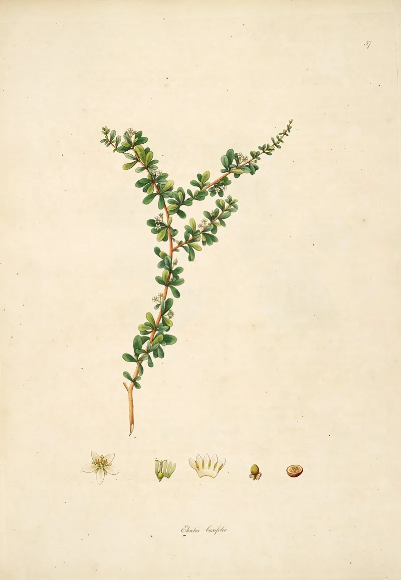 Plants Of The Coast Of Coromandel Pl 057 Wall Art by William Roxburgh - High-Resolution Digital Print