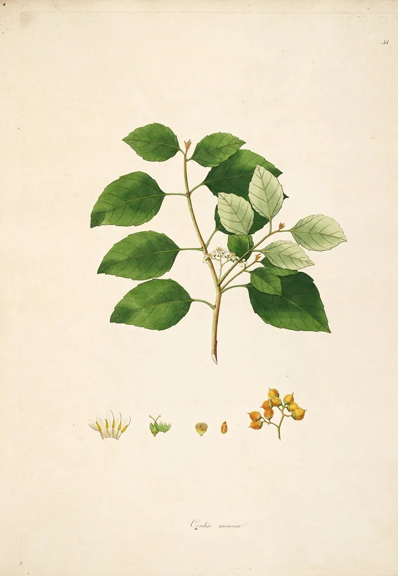 Plants Of The Coast Of Coromandel Pl 058 Wall Art by William Roxburgh - High-Resolution Digital Print