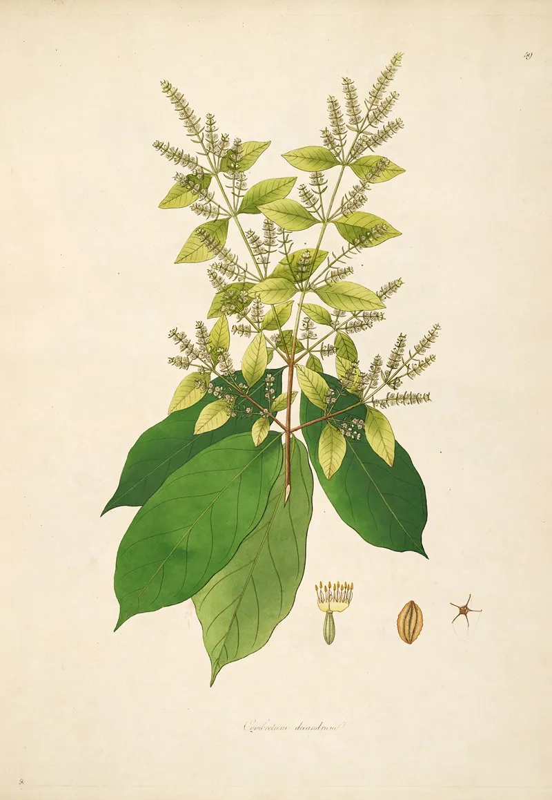 Plants Of The Coast Of Coromandel Pl 059 Wall Art by William Roxburgh - High-Resolution Digital Print