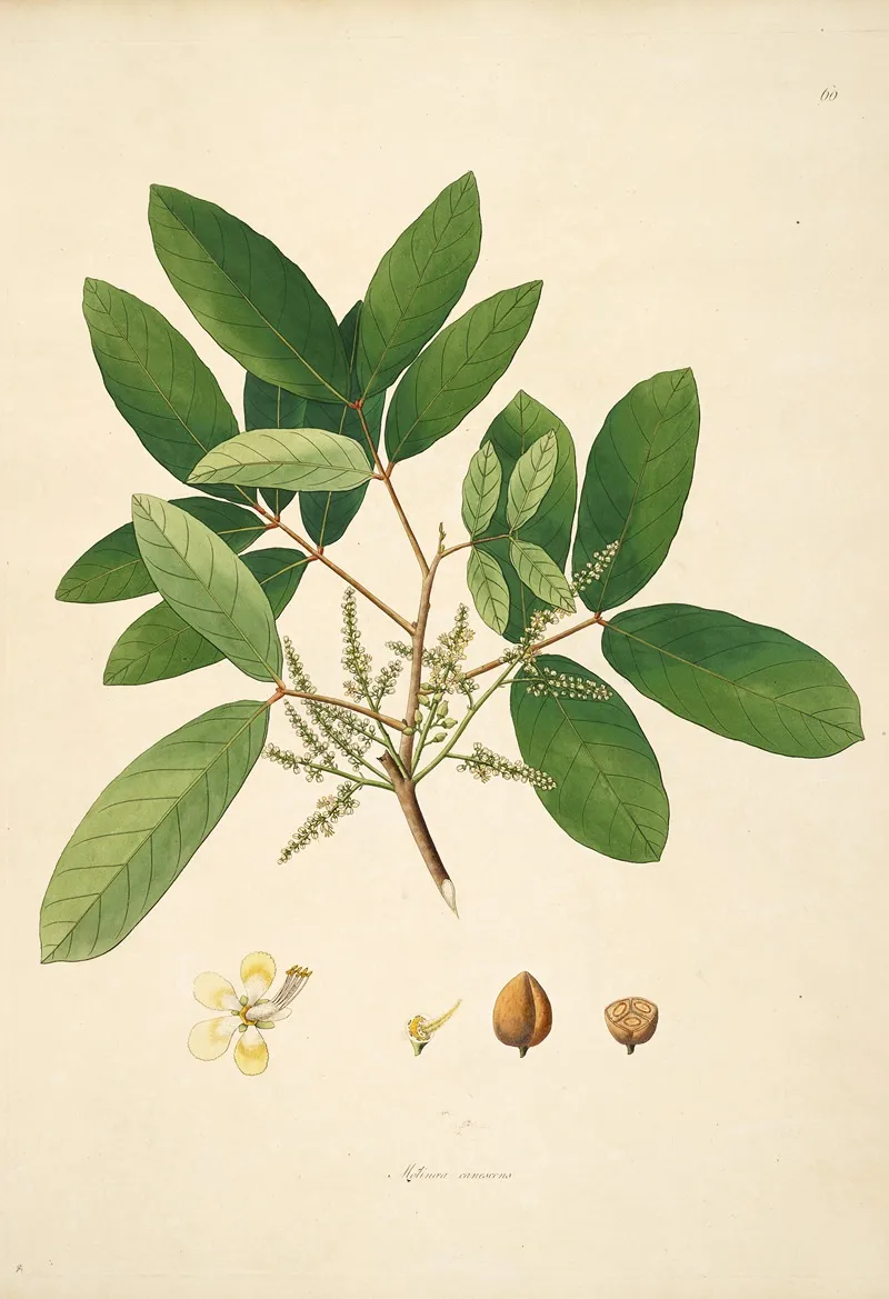 Plants Of The Coast Of Coromandel Pl 060 Wall Art by William Roxburgh - High-Resolution Digital Print