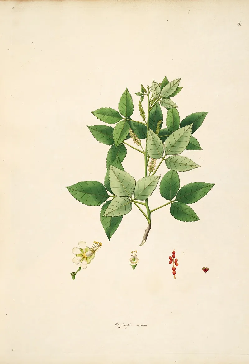 Plants Of The Coast Of Coromandel Pl 061 Wall Art by William Roxburgh - High-Resolution Digital Print