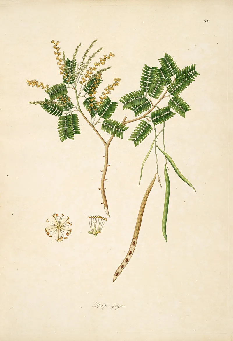Plants Of The Coast Of Coromandel Pl 063 Wall Art by William Roxburgh - High-Resolution Digital Print