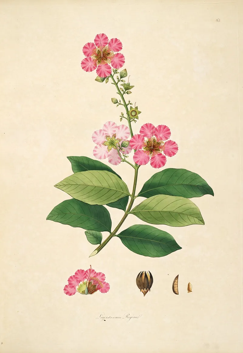 Plants Of The Coast Of Coromandel Pl 065 Wall Art by William Roxburgh - High-Resolution Digital Print