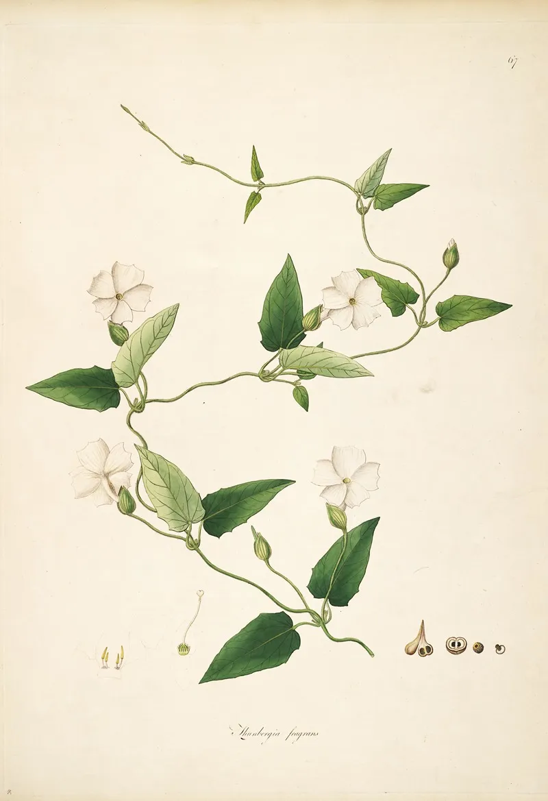 Plants Of The Coast Of Coromandel Pl 067 Wall Art by William Roxburgh - High-Resolution Digital Print