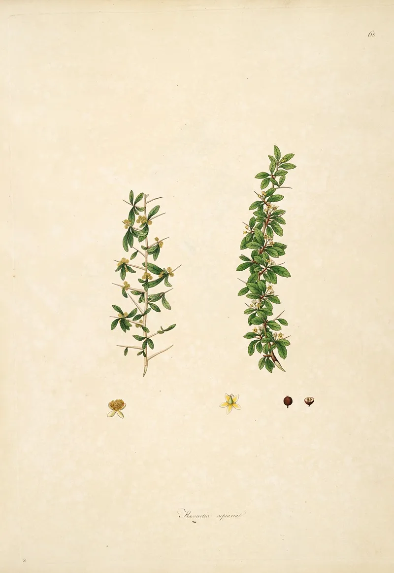 Plants Of The Coast Of Coromandel Pl 068 Wall Art by William Roxburgh - High-Resolution Digital Print