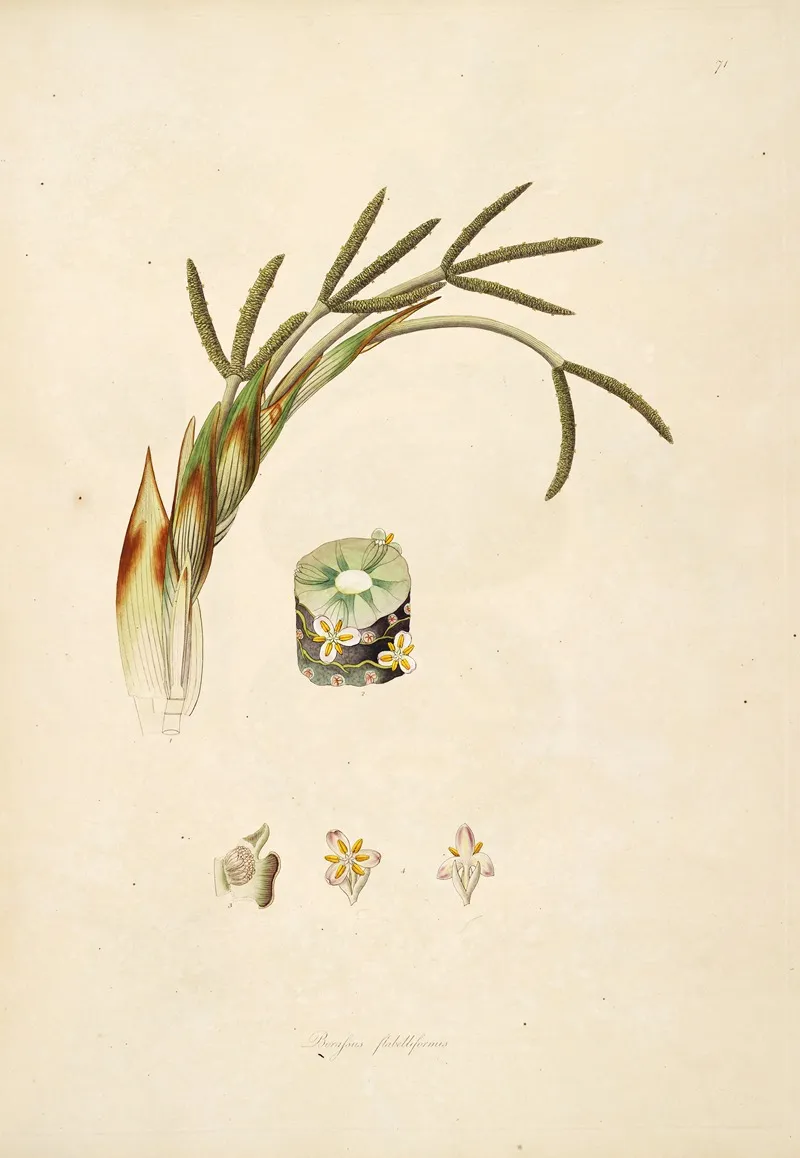 Plants Of The Coast Of Coromandel Pl 071 Wall Art by William Roxburgh - High-Resolution Digital Print