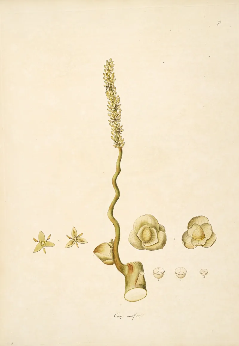 Plants Of The Coast Of Coromandel Pl 073 Wall Art by William Roxburgh - High-Resolution Digital Print