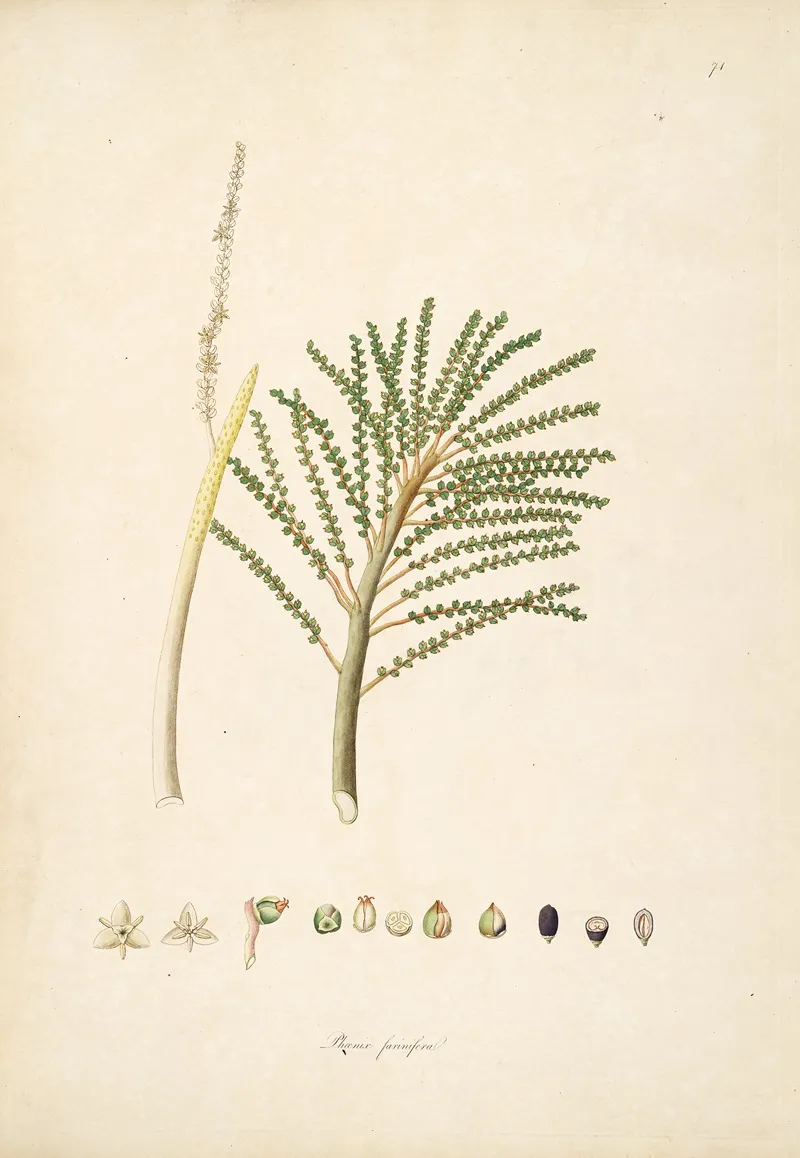 Plants Of The Coast Of Coromandel Pl 074 Wall Art by William Roxburgh - High-Resolution Digital Print