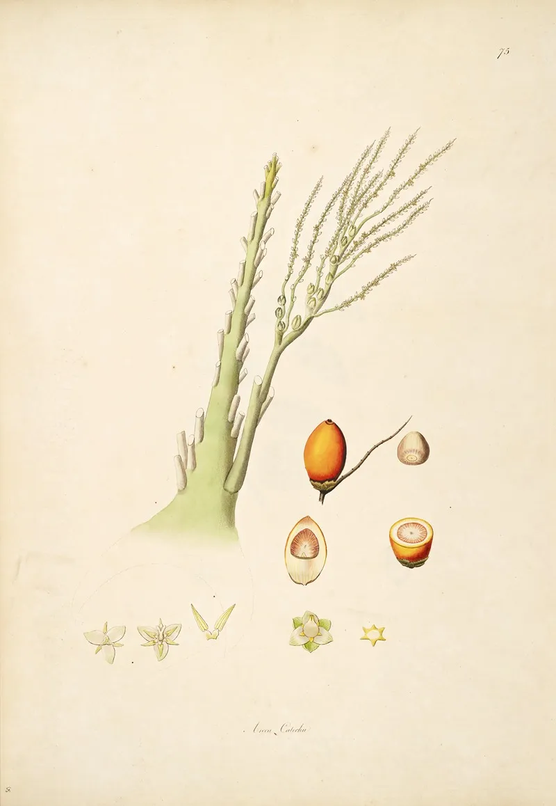Plants Of The Coast Of Coromandel Pl 075 Wall Art by William Roxburgh - High-Resolution Digital Print