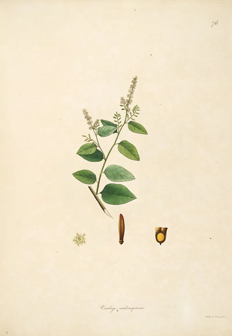 Plants Of The Coast Of Coromandel Pl 076 Wall Art by William Roxburgh - High-Resolution Digital Print