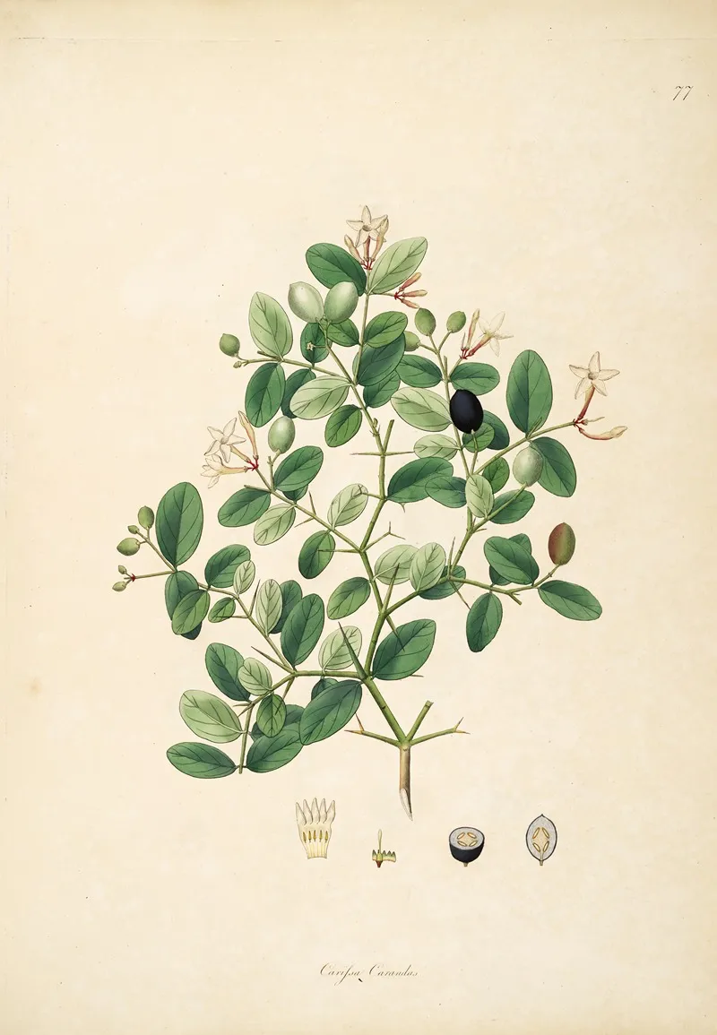 Plants Of The Coast Of Coromandel Pl 077 Wall Art by William Roxburgh - High-Resolution Digital Print