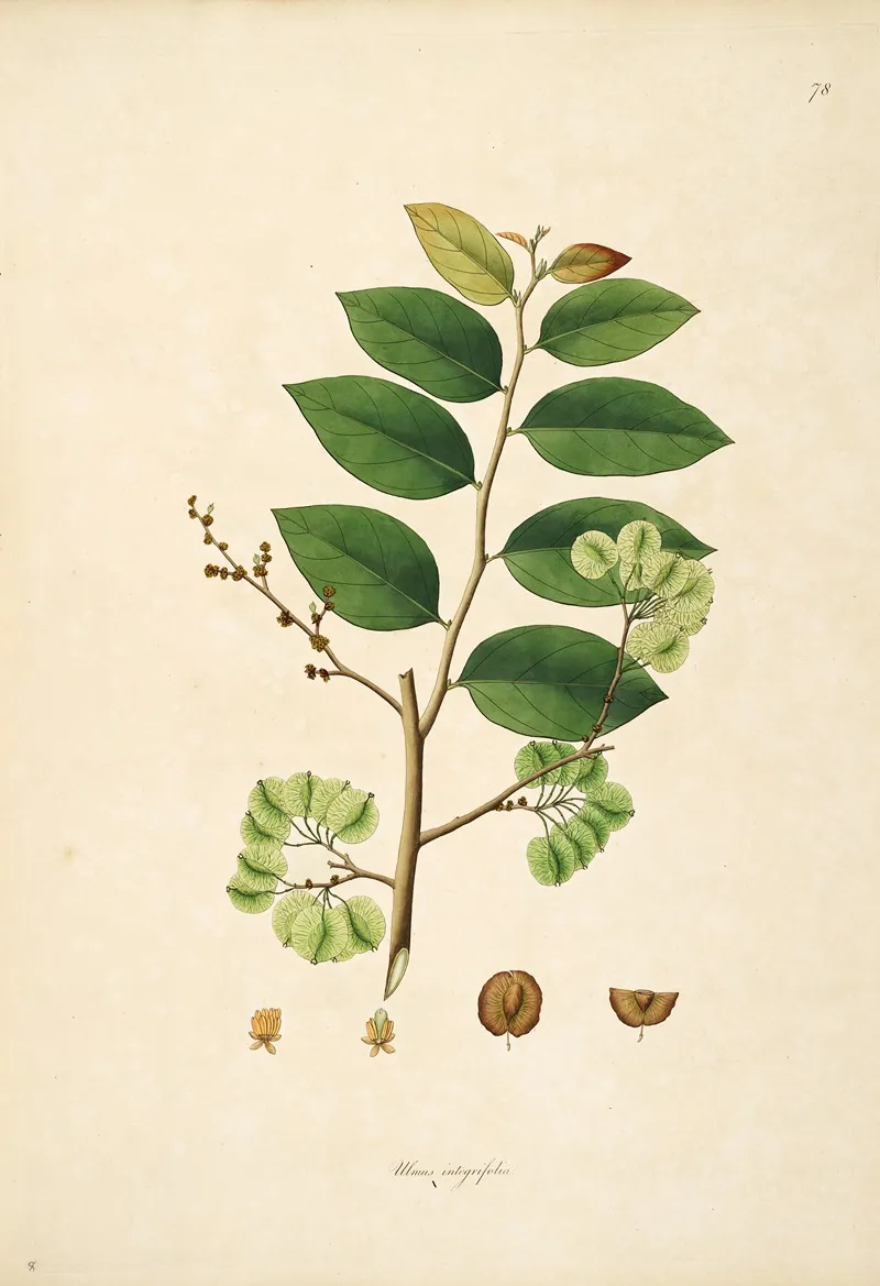 Plants Of The Coast Of Coromandel Pl 078 Wall Art by William Roxburgh - High-Resolution Digital Print