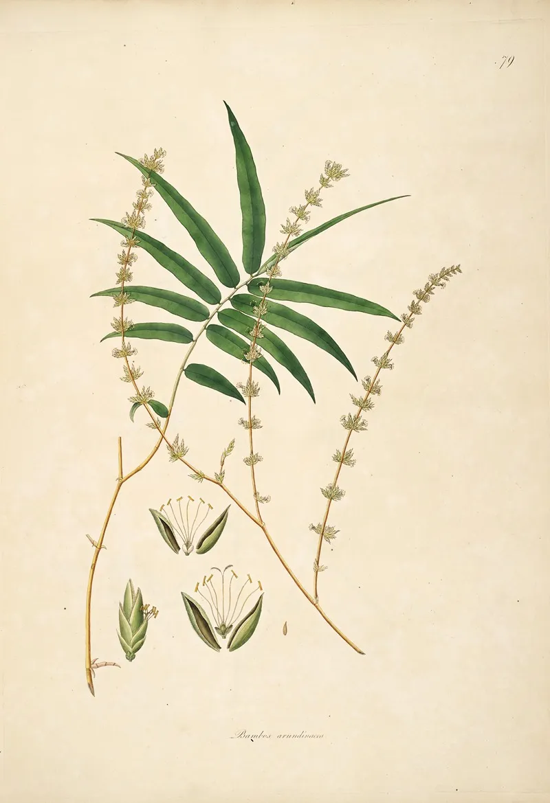 Plants Of The Coast Of Coromandel Pl 079 Wall Art by William Roxburgh - High-Resolution Digital Print