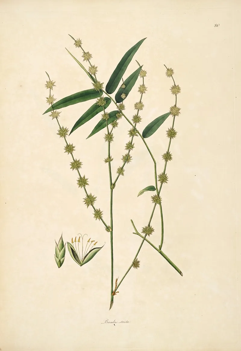 Plants Of The Coast Of Coromandel Pl 080 Wall Art by William Roxburgh - High-Resolution Digital Print