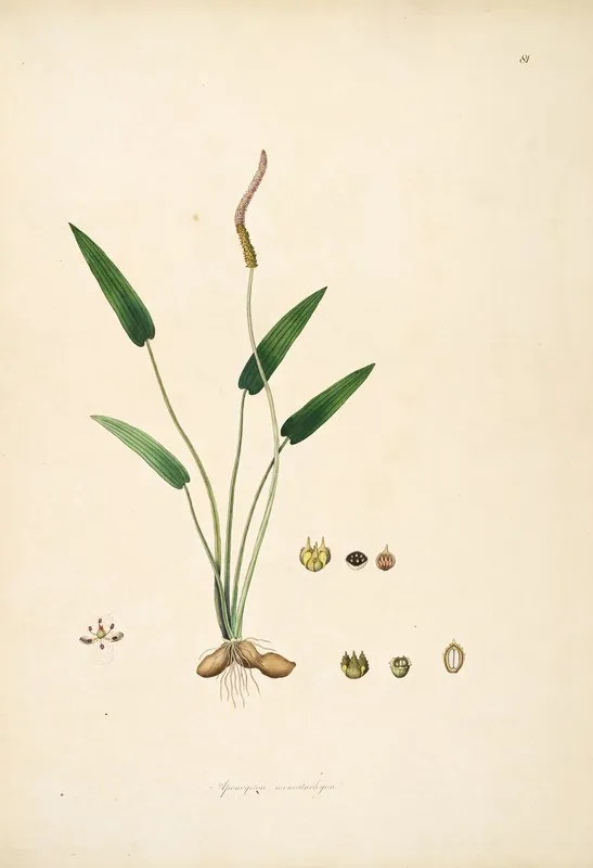 Plants Of The Coast Of Coromandel Pl 081 Wall Art by William Roxburgh - High-Resolution Digital Print