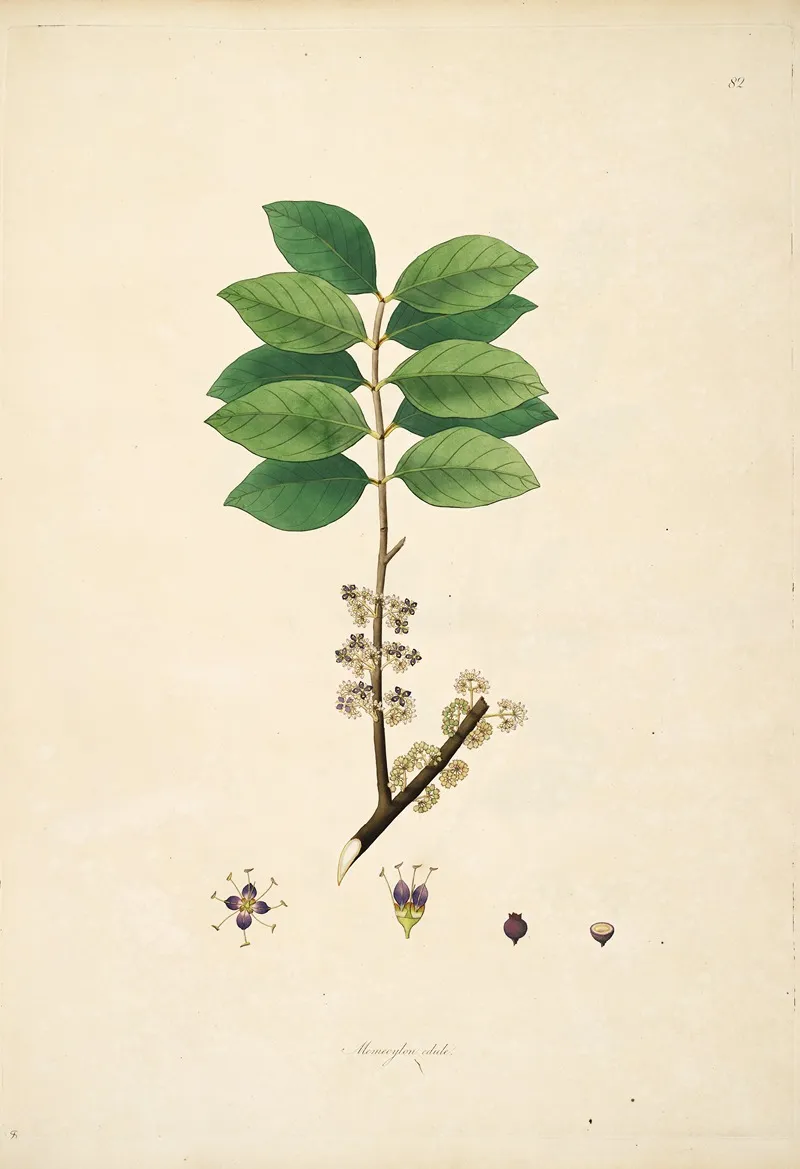 Plants Of The Coast Of Coromandel Pl 082 Wall Art by William Roxburgh - High-Resolution Digital Print