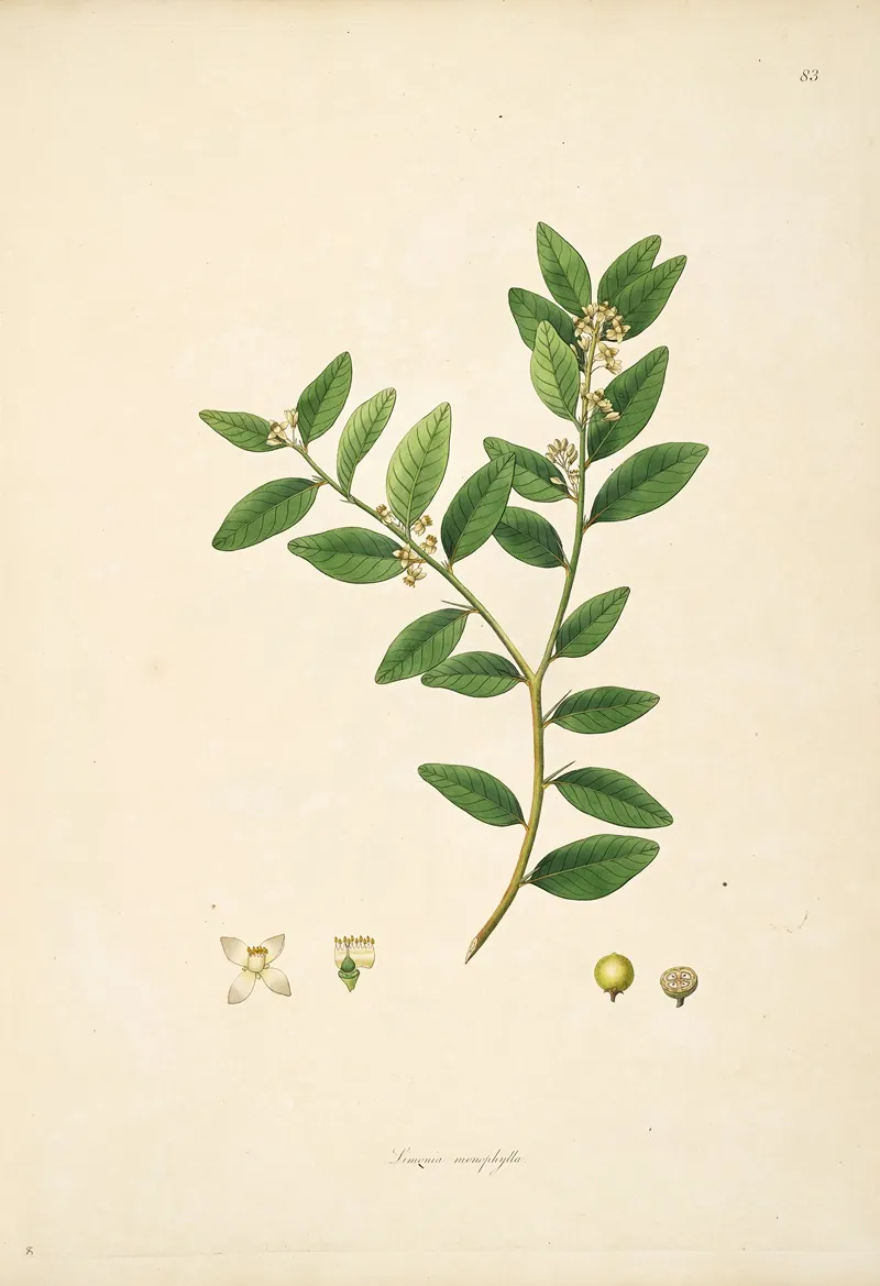 Plants Of The Coast Of Coromandel Pl 083 Wall Art by William Roxburgh - High-Resolution Digital Print