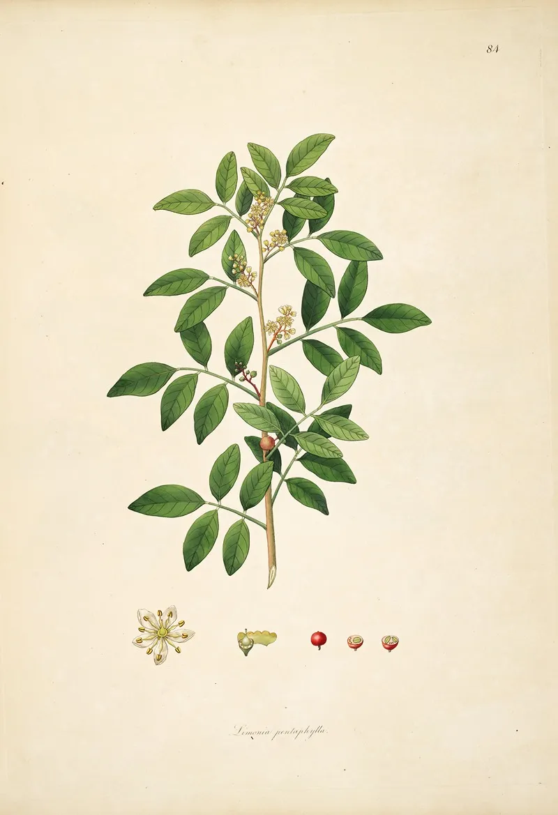 Plants Of The Coast Of Coromandel Pl 084 Wall Art by William Roxburgh - High-Resolution Digital Print