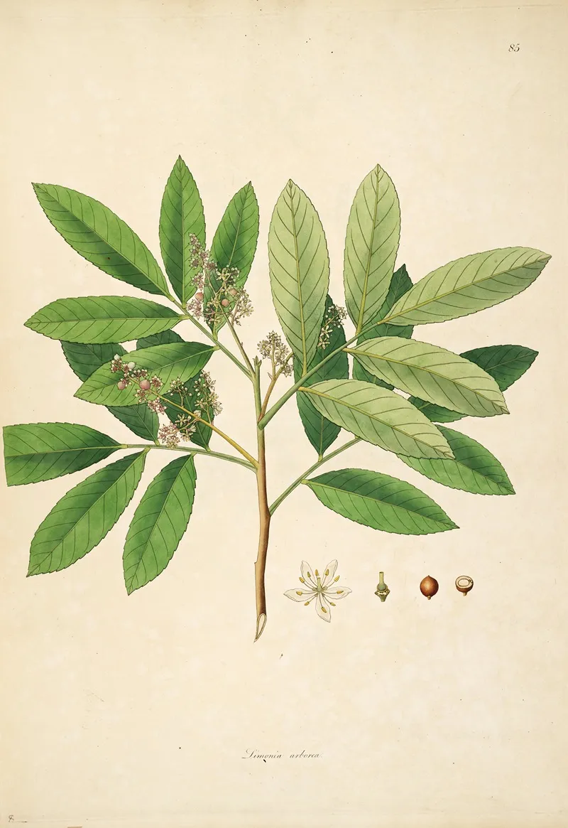Plants Of The Coast Of Coromandel Pl 085 Wall Art by William Roxburgh - High-Resolution Digital Print