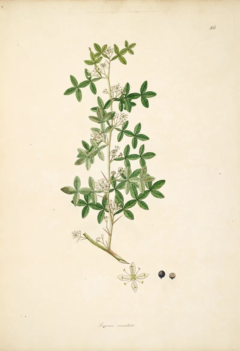 Plants Of The Coast Of Coromandel Pl 086 Wall Art by William Roxburgh - High-Resolution Digital Print