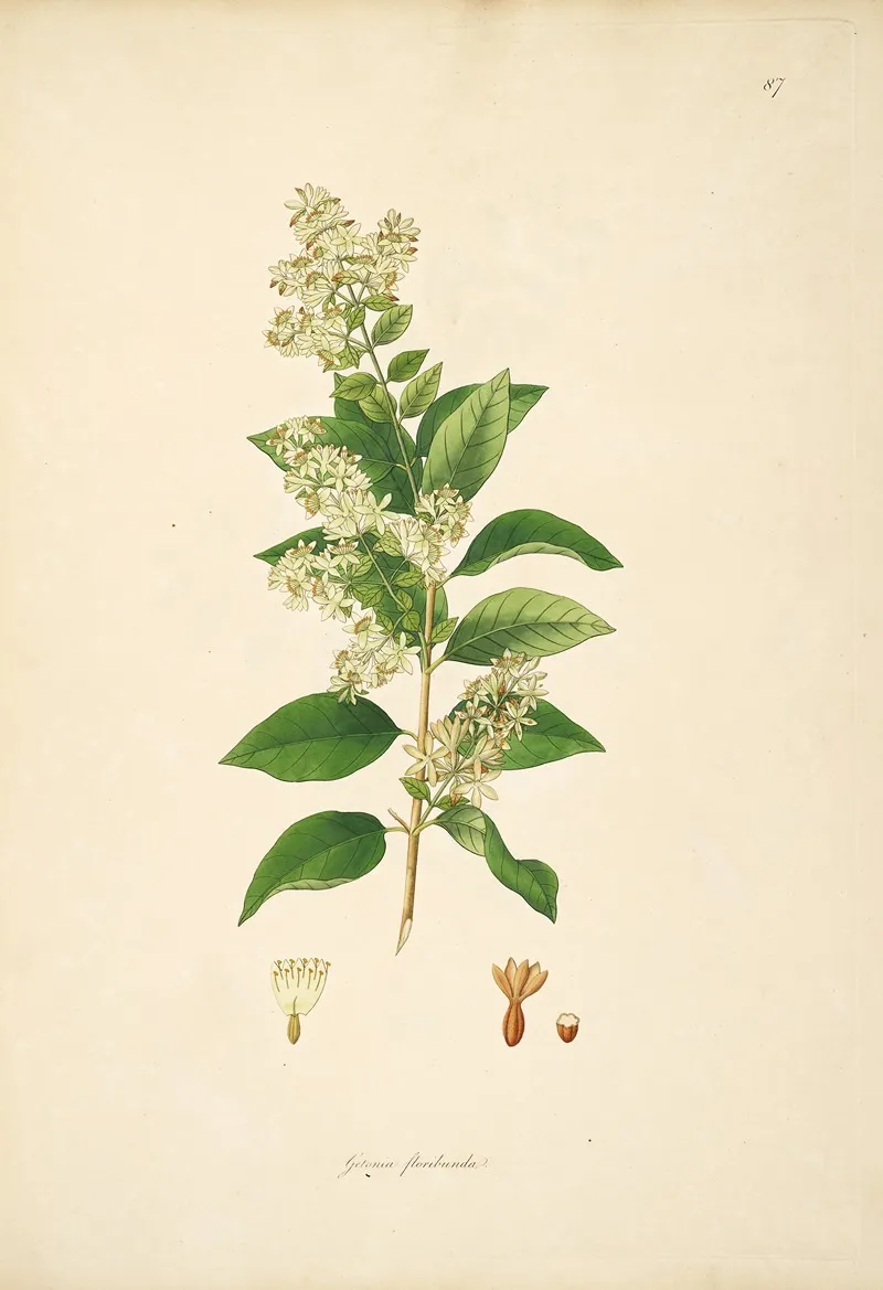 Plants Of The Coast Of Coromandel Pl 087 Wall Art by William Roxburgh - High-Resolution Digital Print