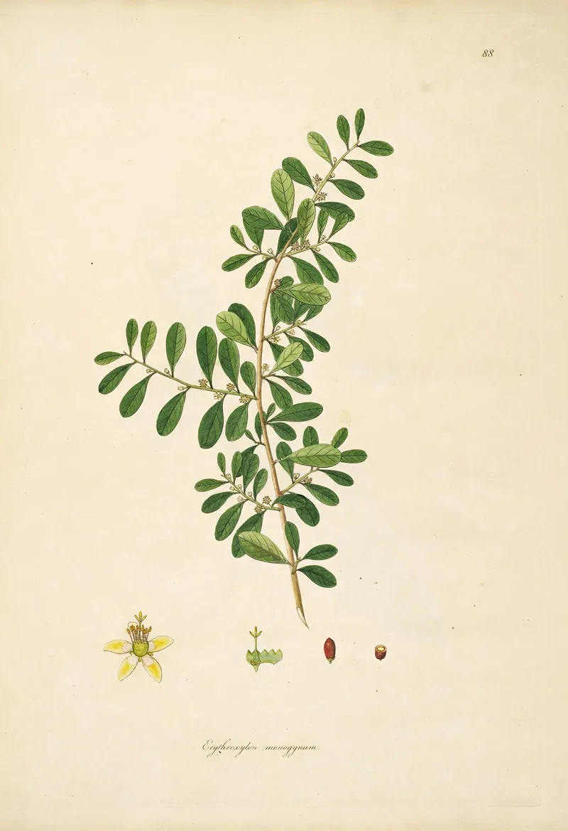 Plants Of The Coast Of Coromandel Pl 088 Wall Art by William Roxburgh - High-Resolution Digital Print