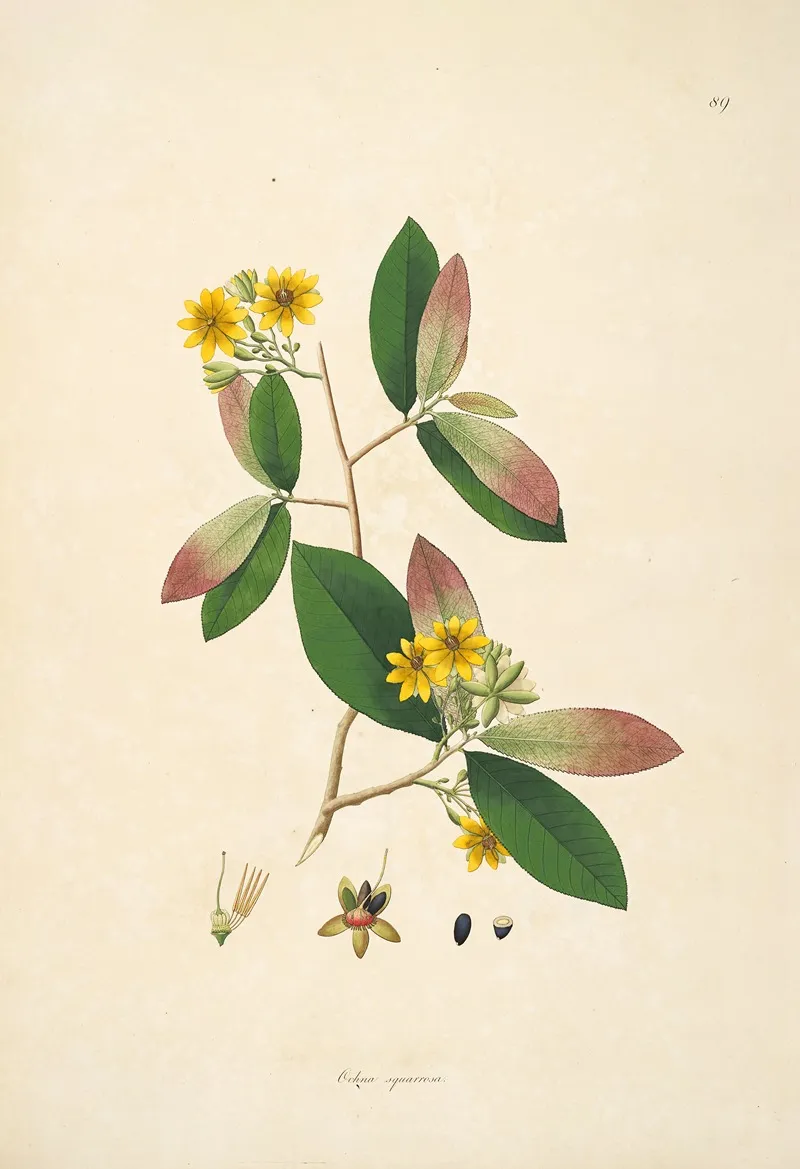 Plants Of The Coast Of Coromandel Pl 089 Wall Art by William Roxburgh - High-Resolution Digital Print