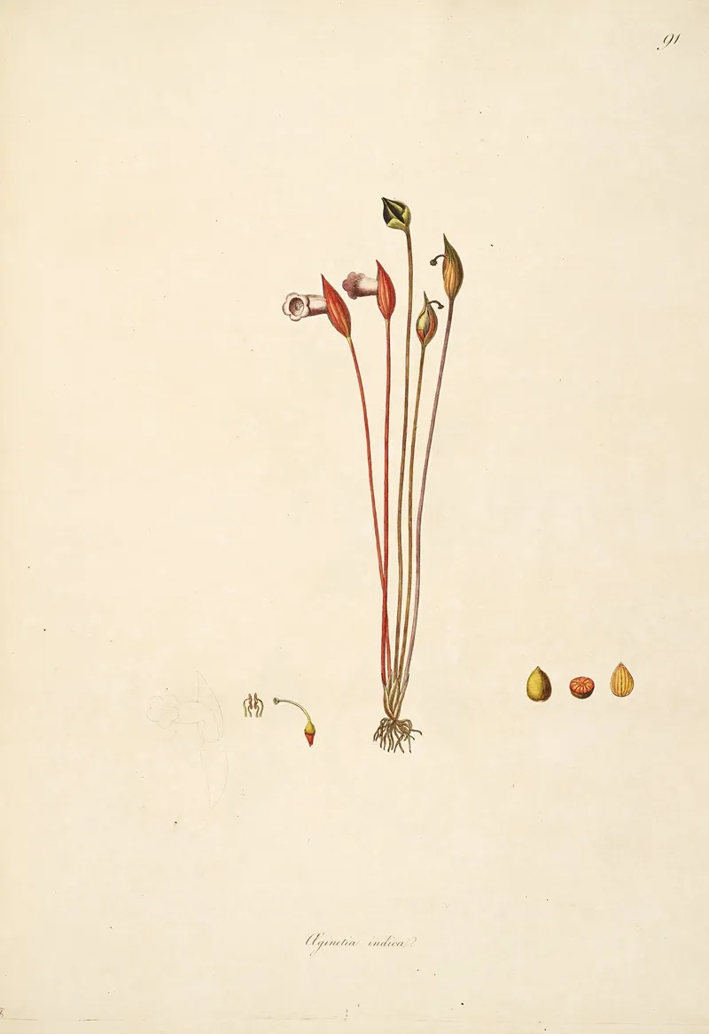 Plants Of The Coast Of Coromandel Pl 091 Wall Art by William Roxburgh - High-Resolution Digital Print