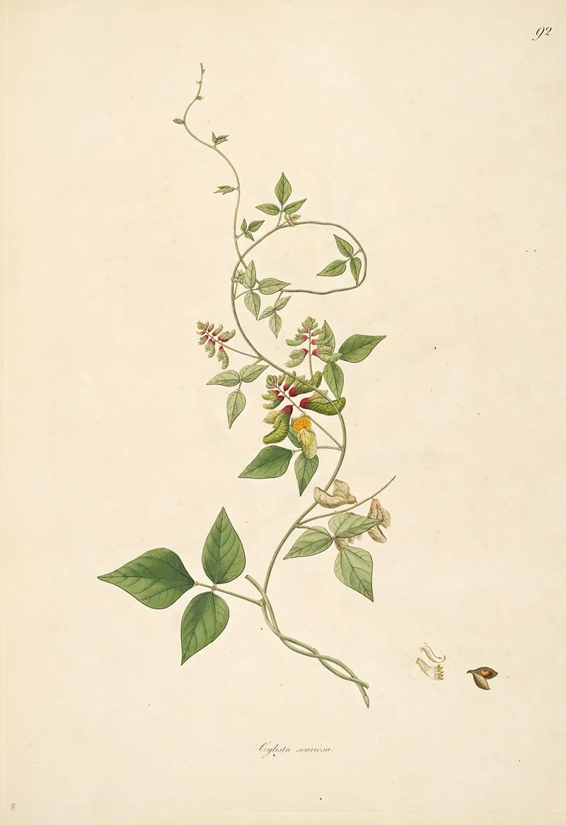 Plants Of The Coast Of Coromandel Pl 092 Wall Art by William Roxburgh - High-Resolution Digital Print