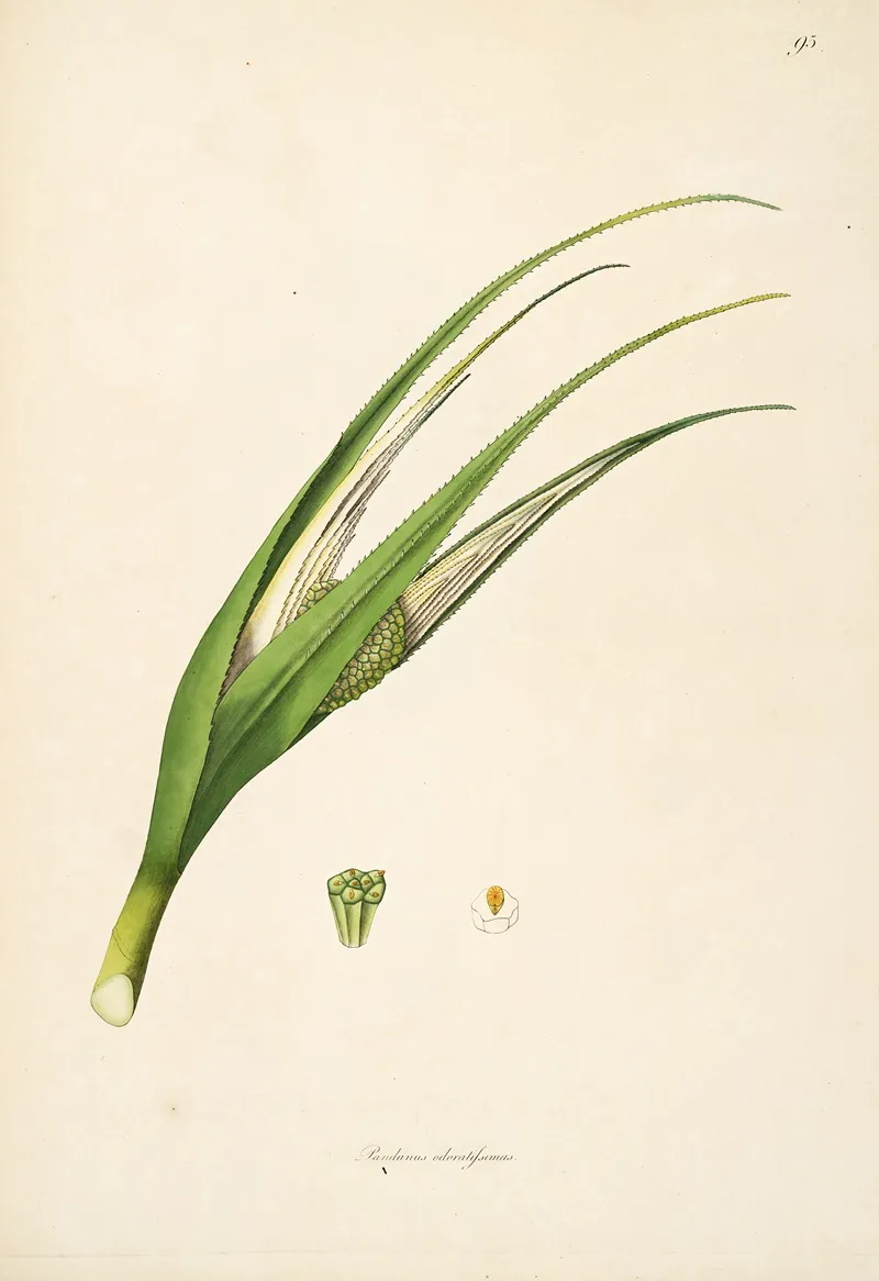Plants Of The Coast Of Coromandel Pl 095 Wall Art by William Roxburgh - High-Resolution Digital Print