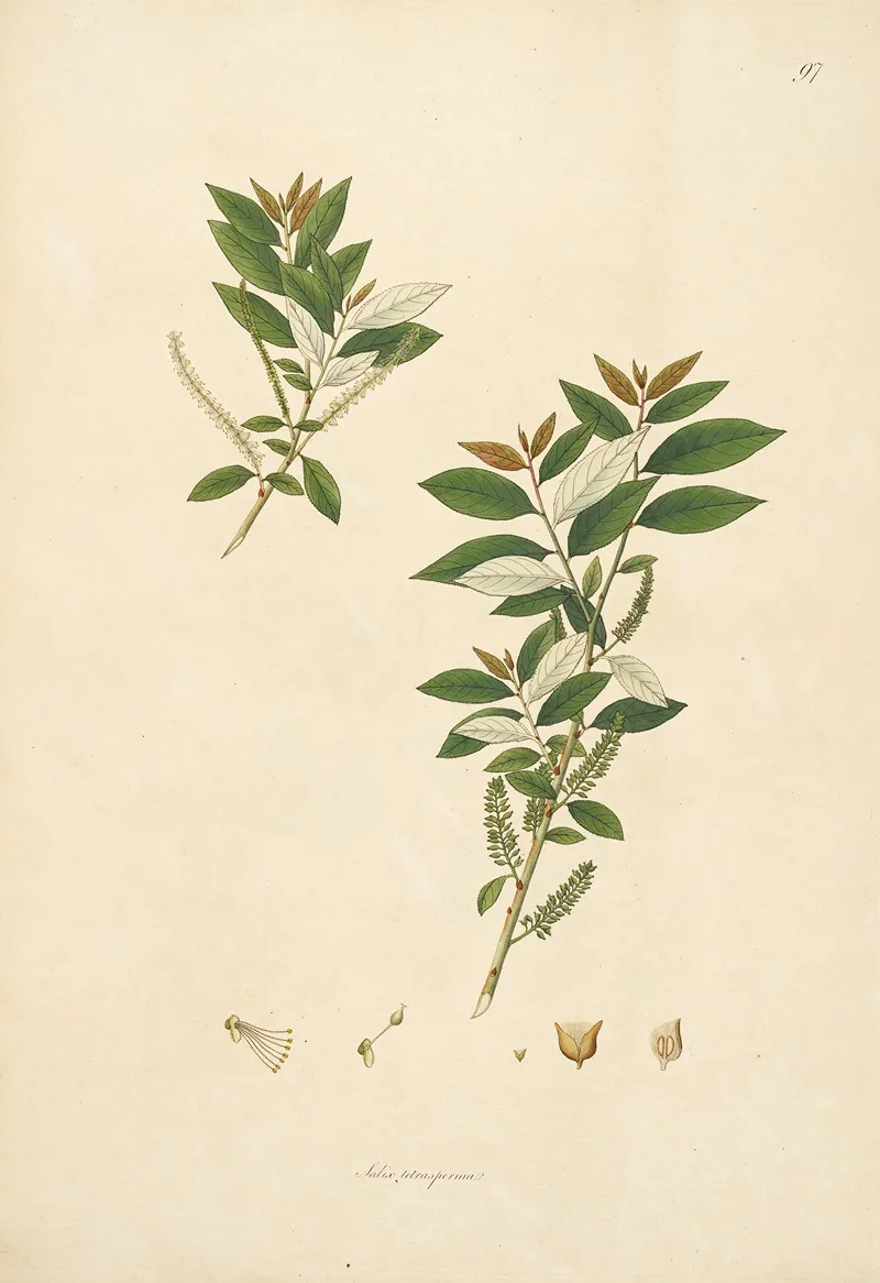 Plants Of The Coast Of Coromandel Pl 097 Wall Art by William Roxburgh - High-Resolution Digital Print