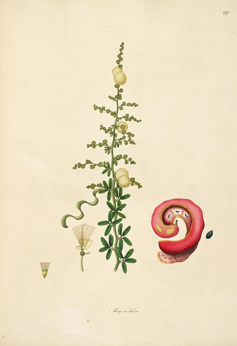 Plants Of The Coast Of Coromandel Pl 099 Wall Art by William Roxburgh - High-Resolution Digital Print
