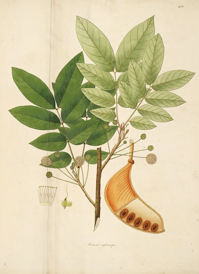 Plants Of The Coast Of Coromandel Pl 100 Wall Art by William Roxburgh - High-Resolution Digital Print