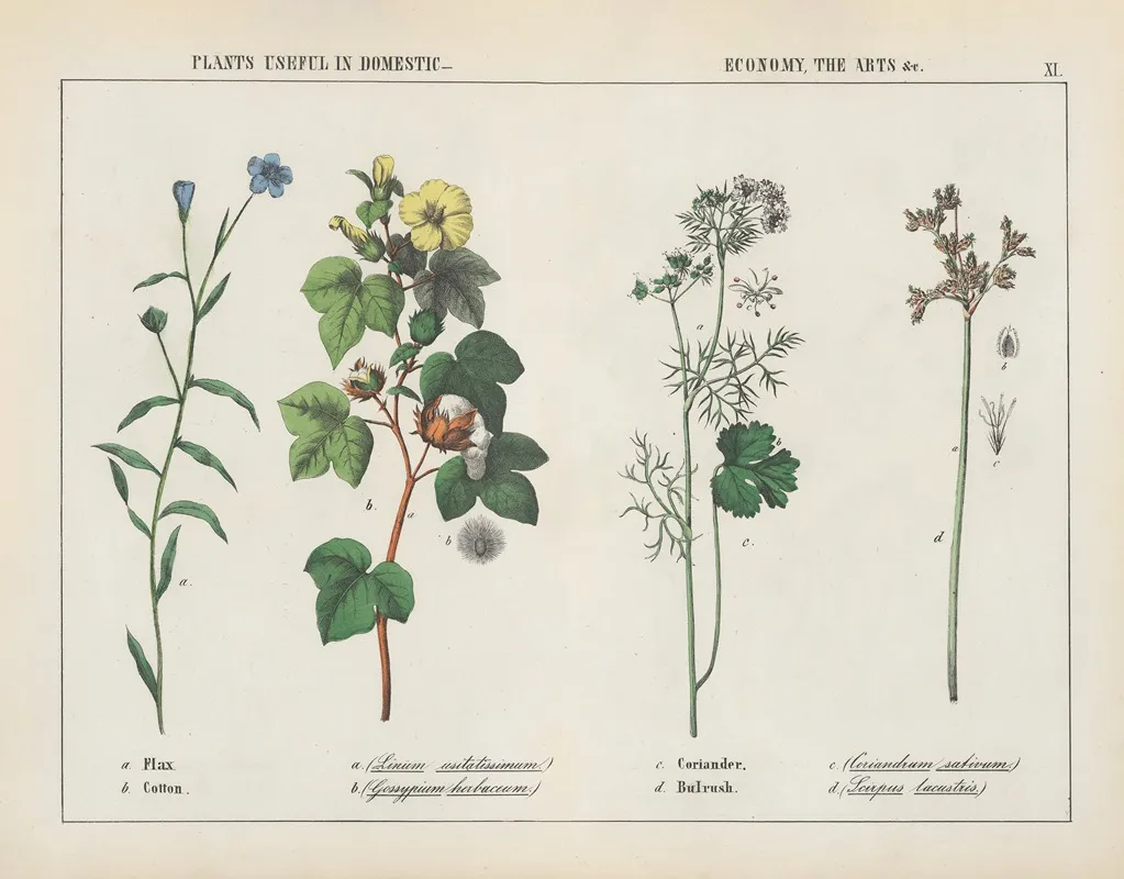 Plants Useful In Domestic Economy The Arts Flax Cotton Coriander Bulrush Wall Art by Charlotte Mary Yonge - High-Resolution Digital Print