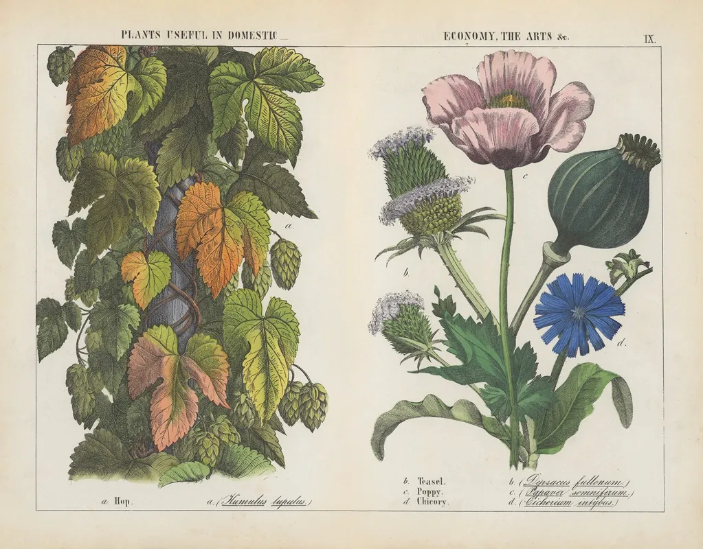 Plants Useful In Domestic Economy The Arts Hop Teasel Poppy Chicory Wall Art by Charlotte Mary Yonge - High-Resolution Digital Print