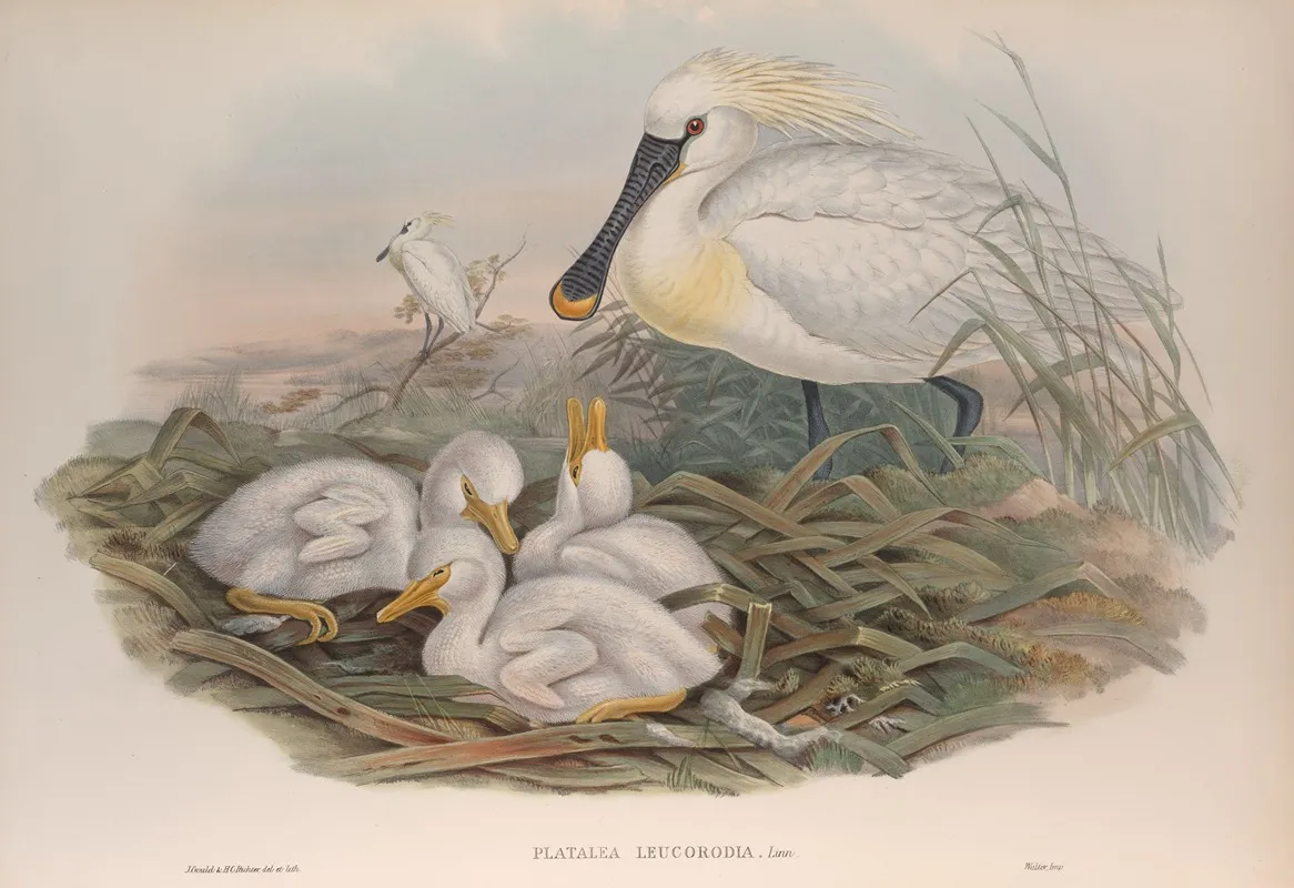 Platalea Leucorodia Spoonbill Wall Art by John Gould - High-Resolution Digital Print