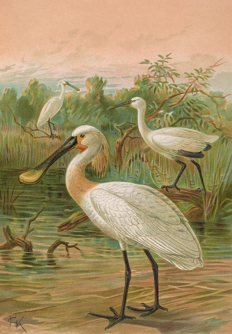 Platalea Leucorodia Wall Art by Johann Friedrich Naumann - High-Resolution Digital Print